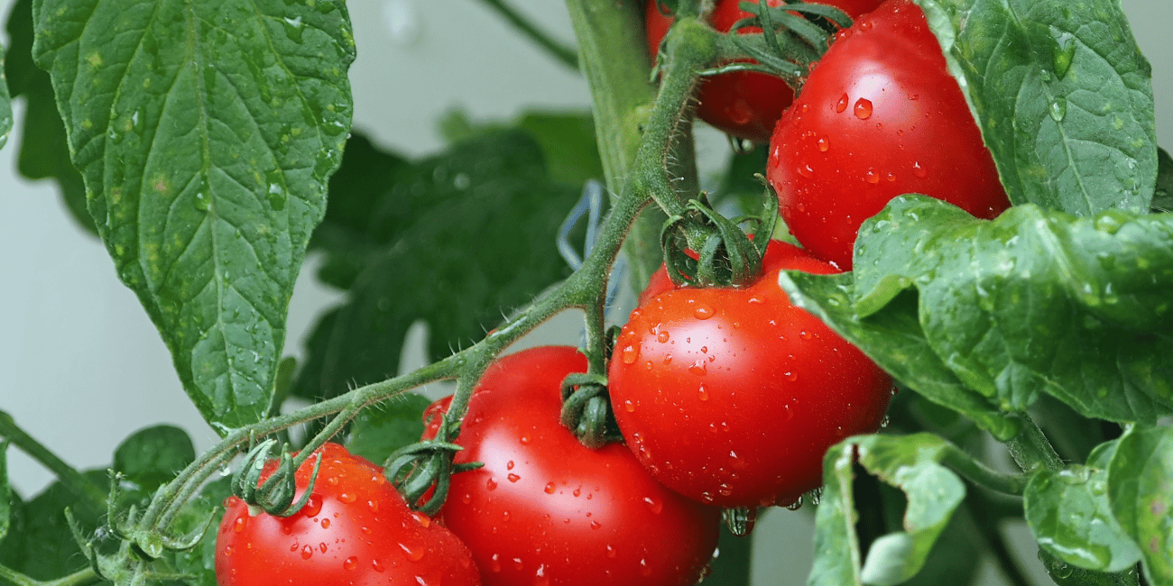 TOMATO SAUCE- a dip of good health